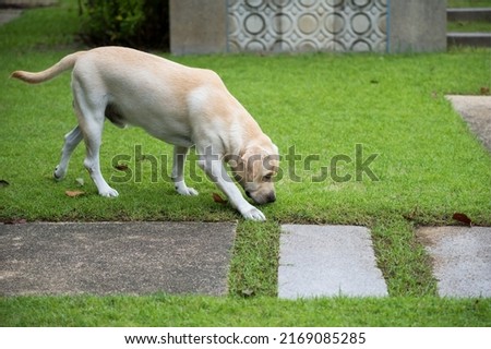 Adorable big white Labrador retriever dog walks on grass field and sniffs when it finds weird animal smell.