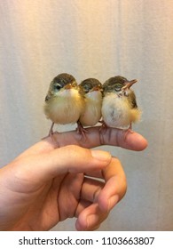 Adorable birds on my hands