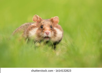 Adorable Black Bellied Hamster In A Green Grass Field