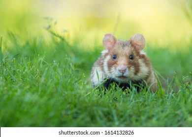 Adorable Black Bellied Hamster In A Green Grass Field