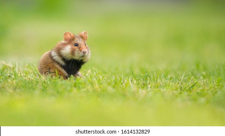 Adorable Black Bellied Hamster Standing Upright In A Green Grass Field