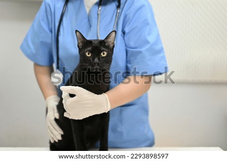 An adorable black cat with a professional female veterinarian are in an examination room at a vet clinic.