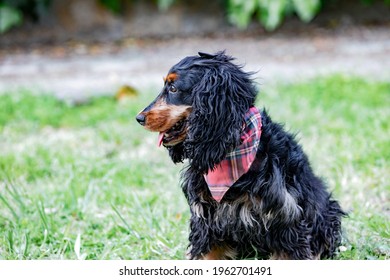 Adorable Black Cocker Spaniel Outside  Wearing A Collar Wiht A Pink Bone