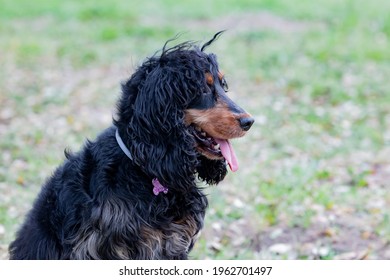 Adorable Black Cocker Spaniel Outside  Wearing A Collar Wiht A Pink Bone