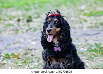 Adorable Black Cocker Spaniel Outside  Wearing A Collar Wiht A Pink Bone