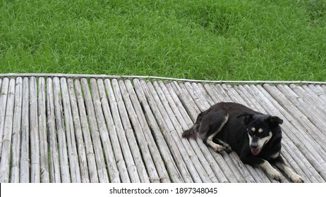 The Adorable Black Dog Is Lying Down On A Bamboo Bridge Above A Green Ricefield In Thailand.