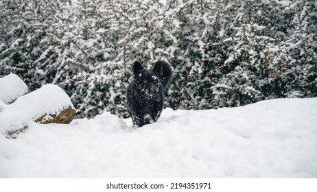 An Adorable Black Fluffy Dog Running In The Snow In A Park