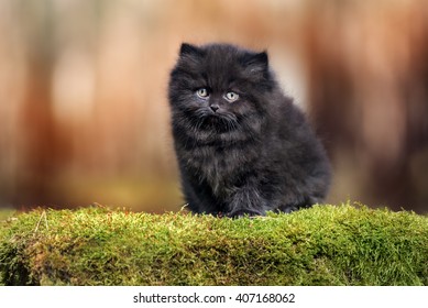 Adorable Black Fluffy Kitten Outdoors