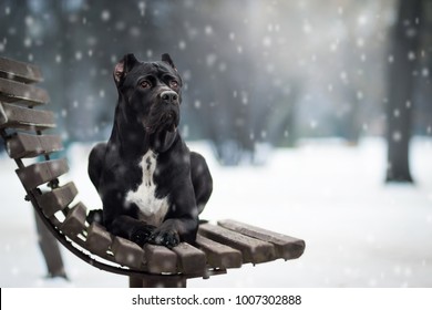adorable black healthy and happy cane corso female enjoying the snow