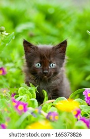 Adorable Black Kitten Sitting In Flowers