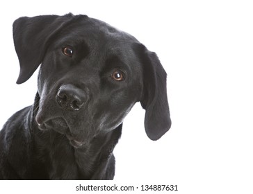 Adorable Black Lab.  Isolated On White.  Room For Your Text.