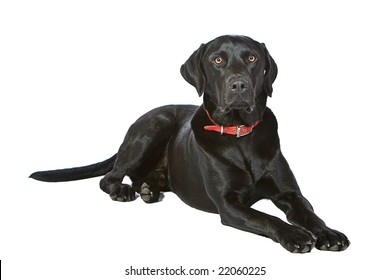 Adorable Black Labrador Lying Down