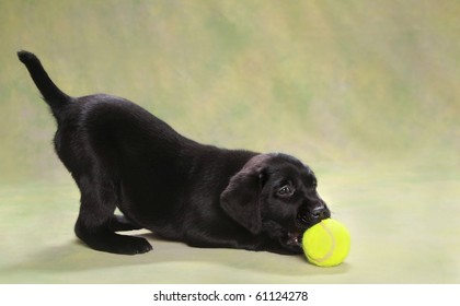 Adorable Black Labrador Puppy Playing With Ball