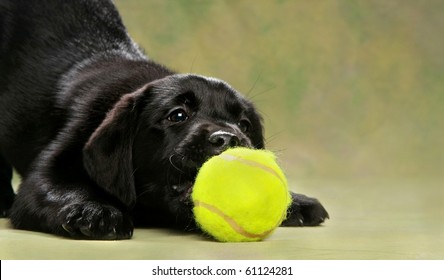 Adorable Black Labrador Puppy Playing With Ball