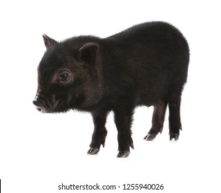 1,005 Micro Pig Images, Stock Photos & Vectors | Shutterstock