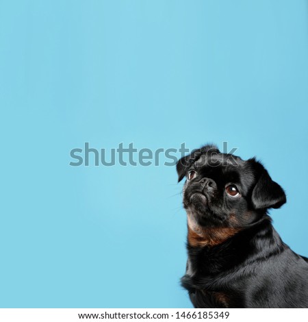 Similar – Image, Stock Photo nice dog on the beach,france