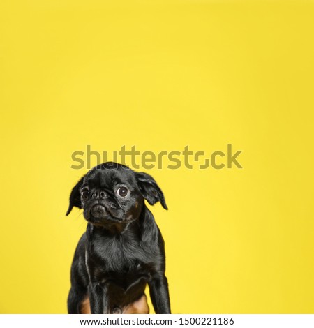 Similar – Image, Stock Photo nice dog on the beach,france