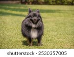 Adorable black Pomeranian dog with white chest enjoying a sunny day on the grass