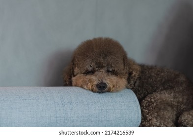 Adorable Black Poodle Dog Sleeping Alone On Blue Couch While Stay At Home.