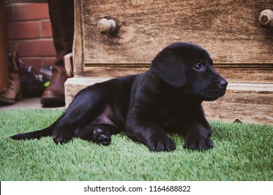 Adorable Black Puppy Dog Resting Over Green Artificial Turf 