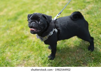 Adorable black puppy pug dog portrait. He is wearing a harness and lead. He is outside on grass looking at the camera. - Powered by Shutterstock