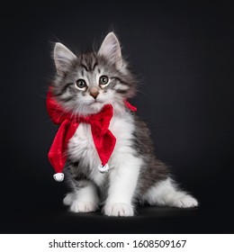 Adorable Black Silver Tabby Blotched Norwegian Forestcat Kitten, Wearing Red Velvet Bow Tie. Looking To Camera With Greenish Eyes. Isolated On Black Background.