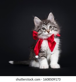 Adorable Black Silver Tabby Blotched Norwegian Forestcat Kitten, Wearing Red Velvet Bow Tie. Looking Beside Camera With Greenish Eyes. Isolated On Black Background.