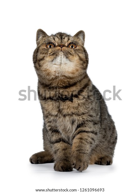 Adorable Black Tabby Exotic Shorthair Cat Stock Photo Edit Now