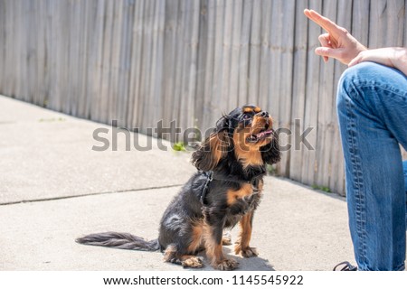 Adorable black and tan Cavalier King Charles Spaniel behaving well and paying attention during a training session outdoors.