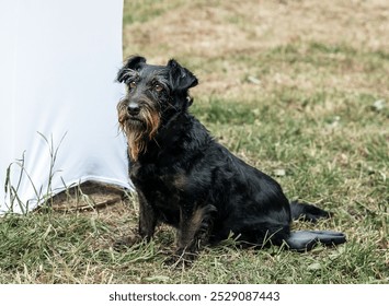 Adorable black terrier dog relaxing on grassy field outdoors - Powered by Shutterstock