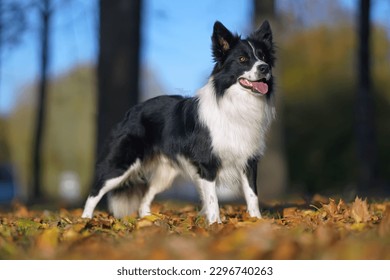 Adorable black and white Border Collie dog posing outdoors standing on fallen maple leaves in autumn