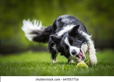 Adorable Black And White Border Collie Cathing The Ball - Powered by Shutterstock