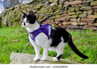 Adorable black and white cat in a harness standing looking into the distance 