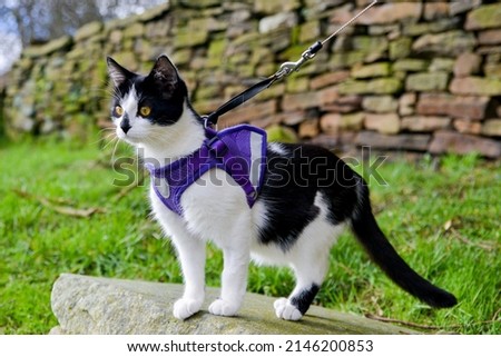 Adorable black and white cat in a harness standing looking into the distance 