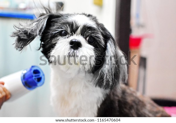 Adorable Black White Cute Shih Tzu Stock Photo Edit Now 1165470604