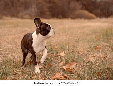 Adorable black and white French bulldog posing in the field - Shutterstock ID 2269082865