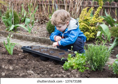 Adorable Blond Boy  Planting Seeds In Vegetable Garden