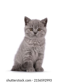 Adorable blue British Shorthair cat kitten, sitting up with tail around body. Looking straight to camera. Isolated on a white background.