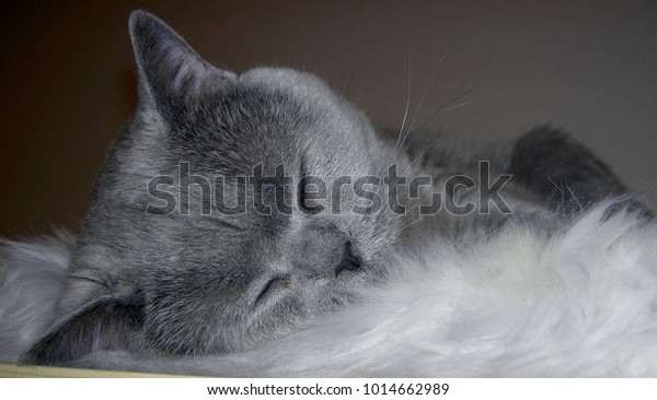 Adorable Blue British Shorthair Cat Sweet Stock Photo Edit Now