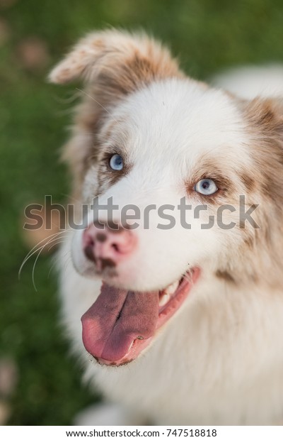 Adorable Blue Eyed Brown White Border Stock Photo Edit Now 747518818