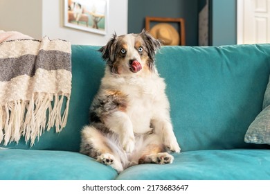 adorable blue eyed mini aussie licking nose on turquoise sofa - cute miniature australian shepherd dog with blue eyes and tongue out sitting like a person on a couch