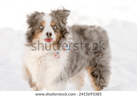 adorable blue eyed miniature aussie dog in the snow - funny mini australian shepherd sticking tongue out 