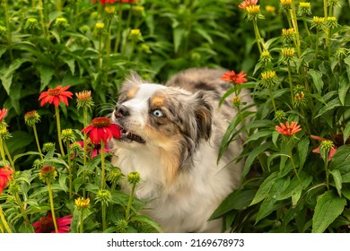 adorable blue merle mini aussie tries to eat red flower - cute blue eyed miniature australian shepherd dog in red coneflower patch