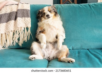 adorable blue merle mini aussie sleeping on turquoise sofa - cute miniature australian shepherd dog with blue eyes and tongue out sitting like a person on a couch