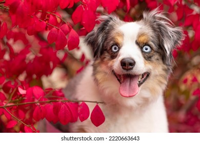 adorable blue merle mini aussie sitting in pink leaf autumn bush - happy blue eyed miniature australian shepherd dog with tongue out