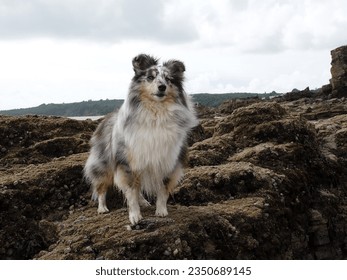 An adorable blue merle Shetland Sheepdog standing on rocks at a beach in Pembrokeshire, Wales, UK.