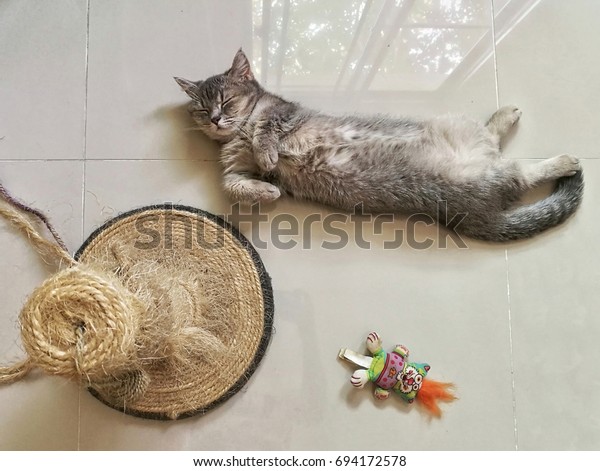 Adorable Blue Tabby British Shorthair Munchkin Stock Photo Edit