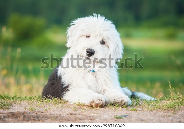 Adorable bobtail puppy\
lying in summer