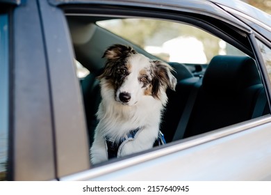 An adorable border collie dog in the back seat of a car