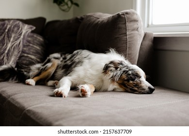 An Adorable Border Collie Dog Sleeping On A Gray Couch